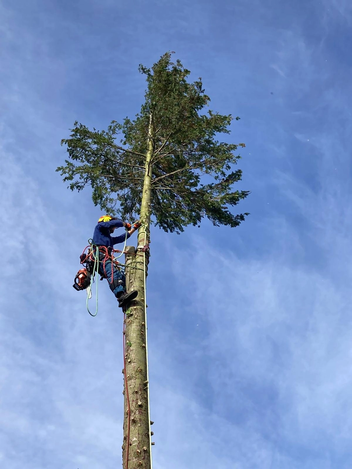 Florian Wäsler - Garten- und Landschaftsbau - Baumpflege & Fällung